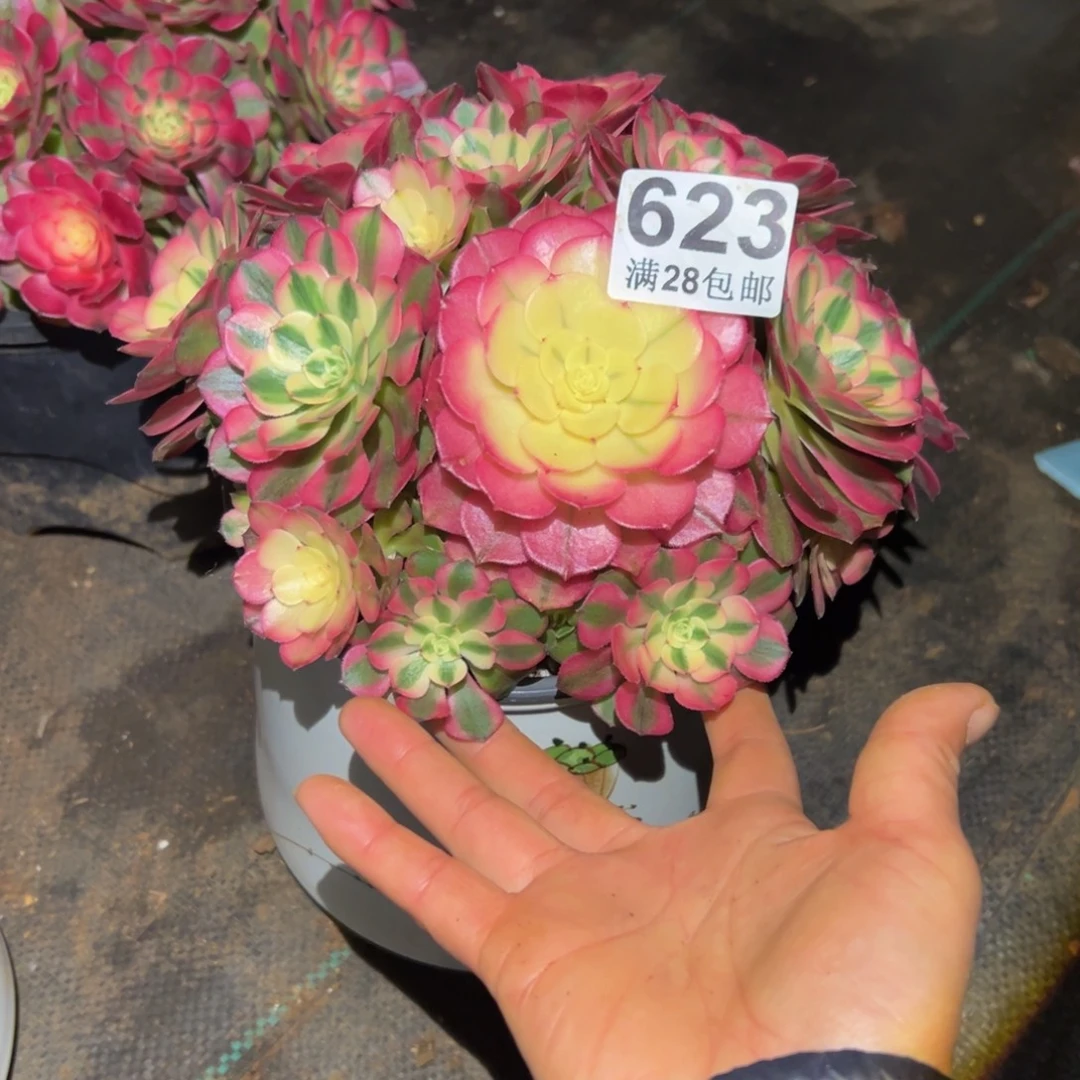 多肉植物623荔枝主头歪
