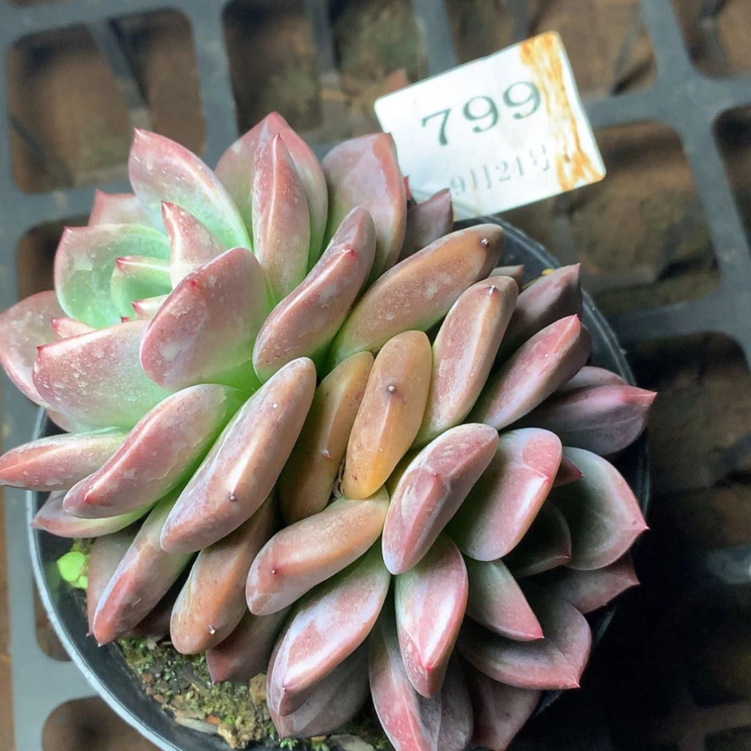 【闪购商品】云799号