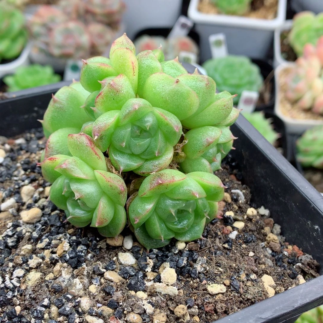 58包邮  群生不包整麦秆群5