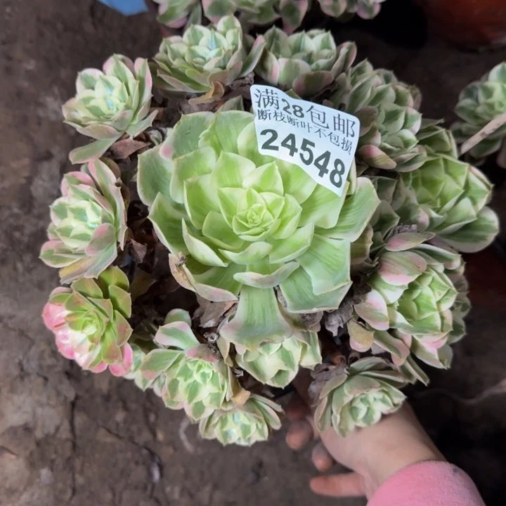 24548南女妖多肉植物