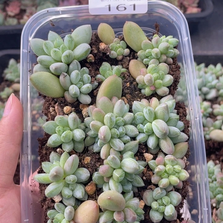 云糖心多肉植物161