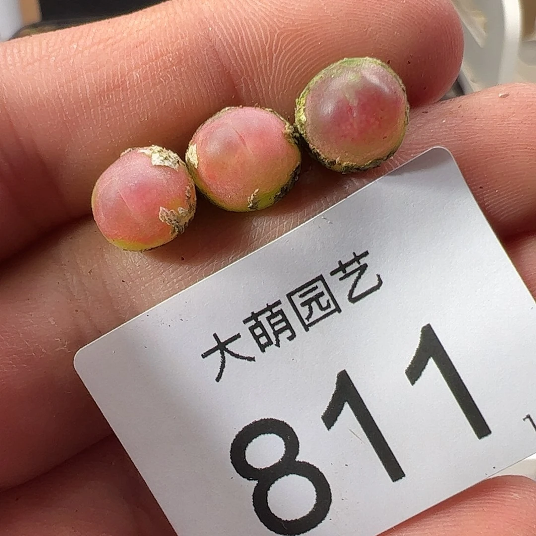 0000811 一物一拍……