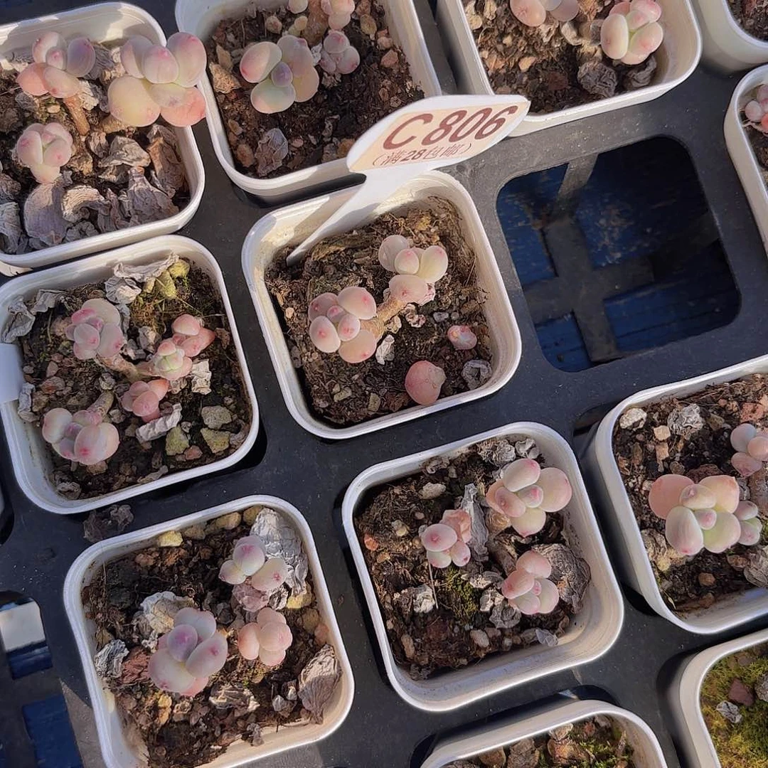 C806萤火虫奶阿里一物一拍