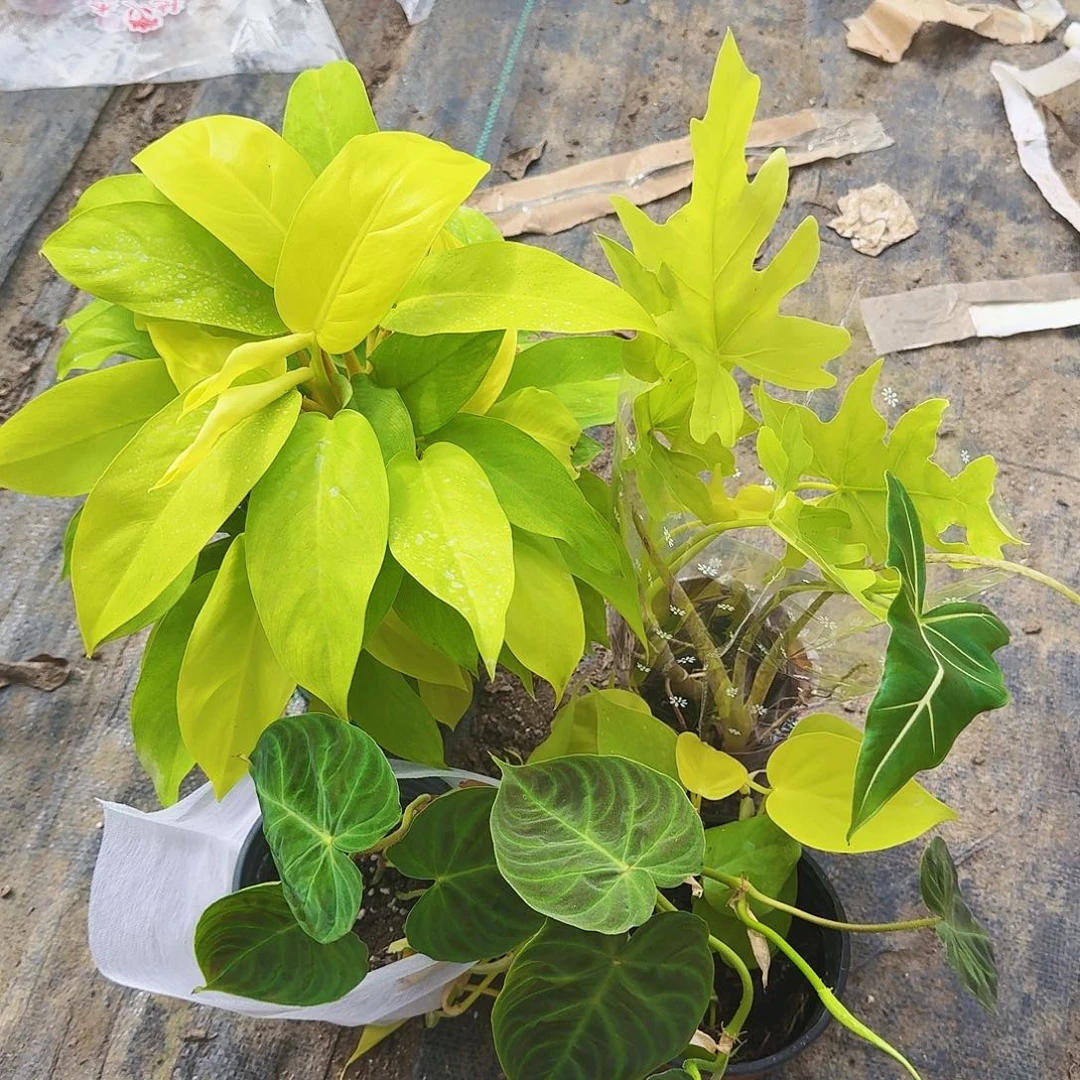 完全开放金厨蔓绿绒组合