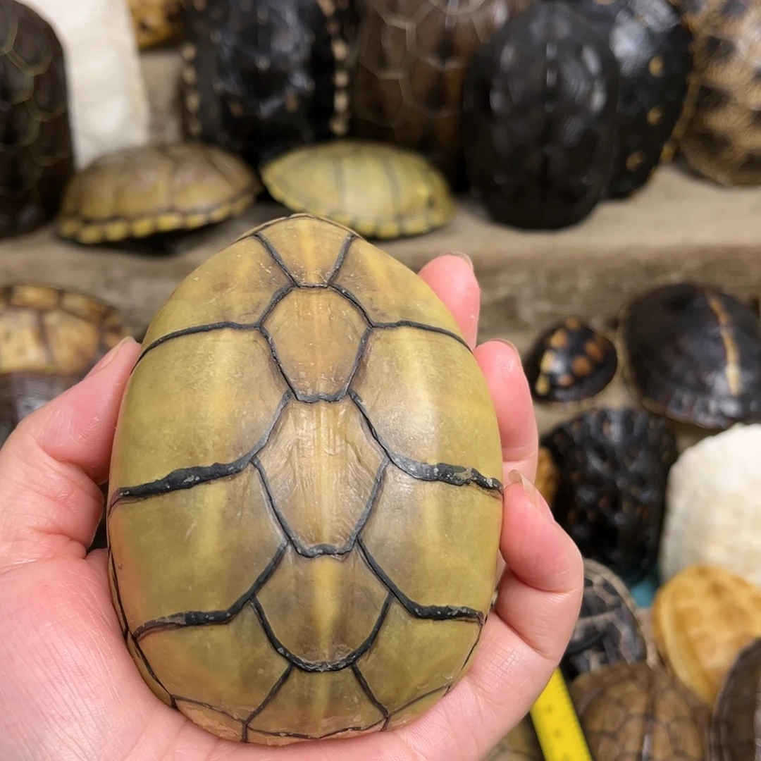 新骨瓷退**家高黄大果核龟壳摆件