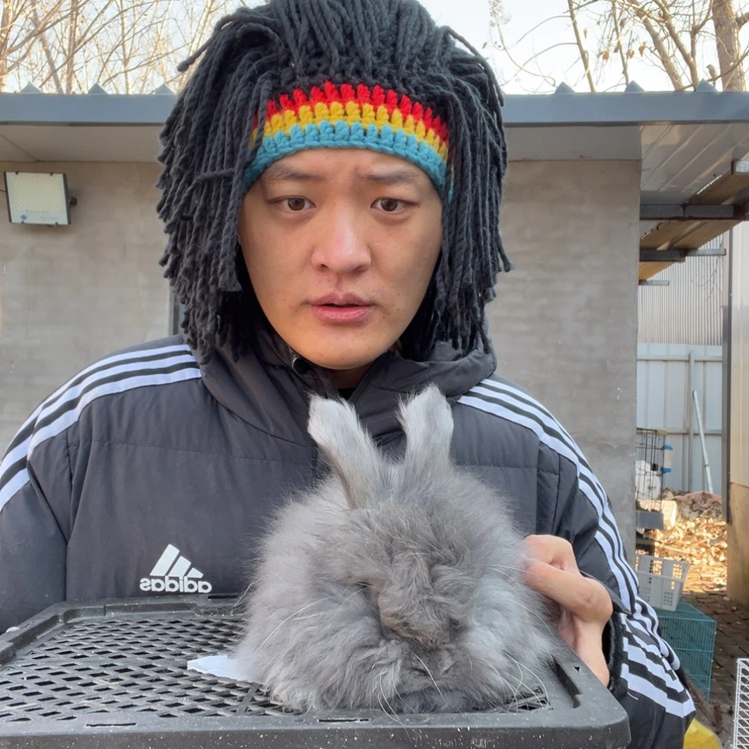 宠物兔英系安哥拉兔