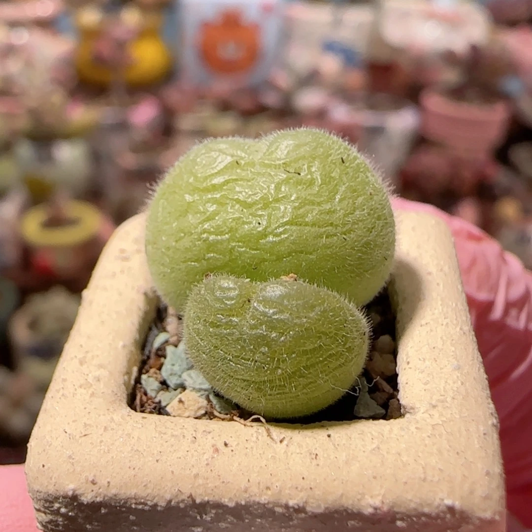 圆圆可爱毛翠 盆口2cm