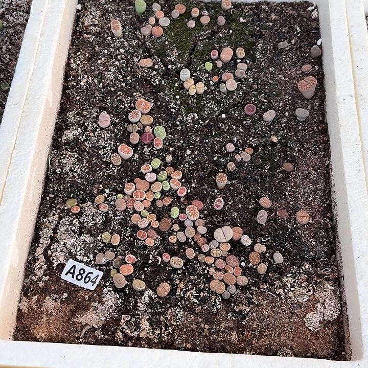 864t  he rbrbgbgbgnhn