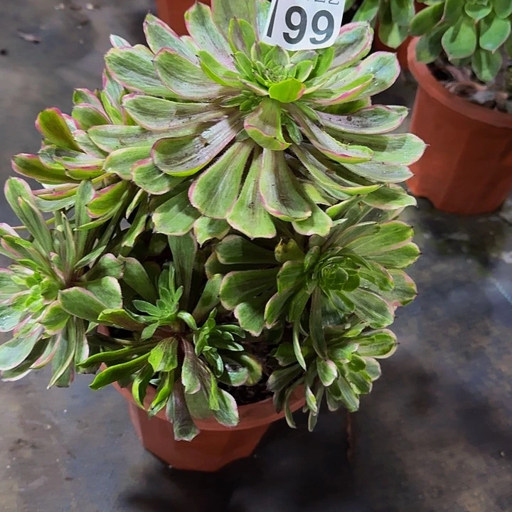 红陶花脸粉黛199