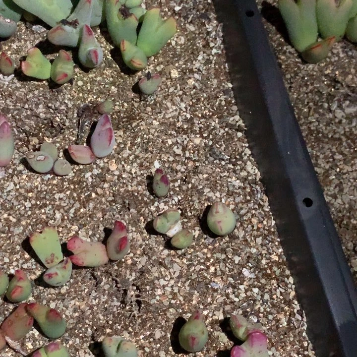 帅***帅补运费 肉锥植物