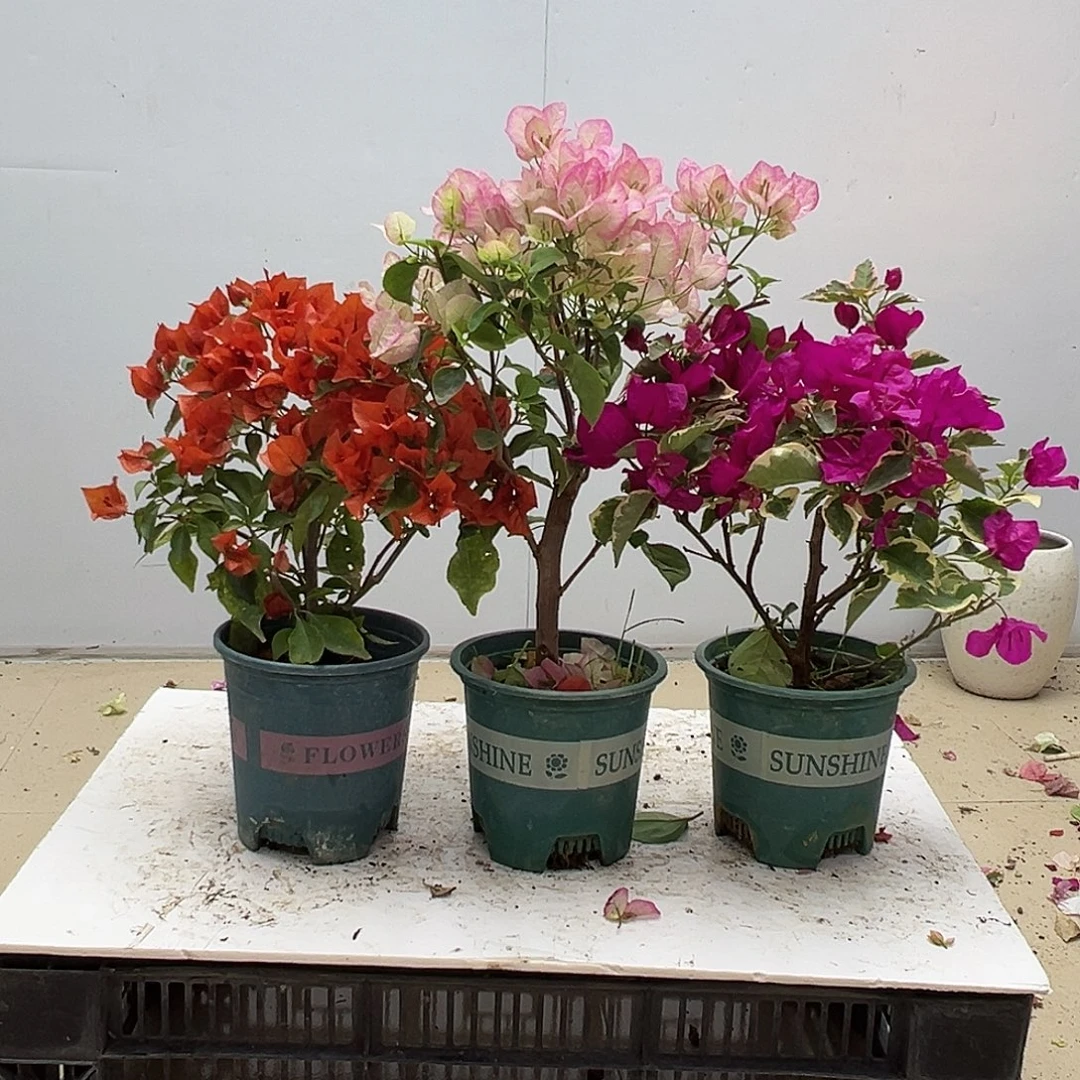 大部分花苞少量开放红桑巴，五宝，金边蓝月亮组合