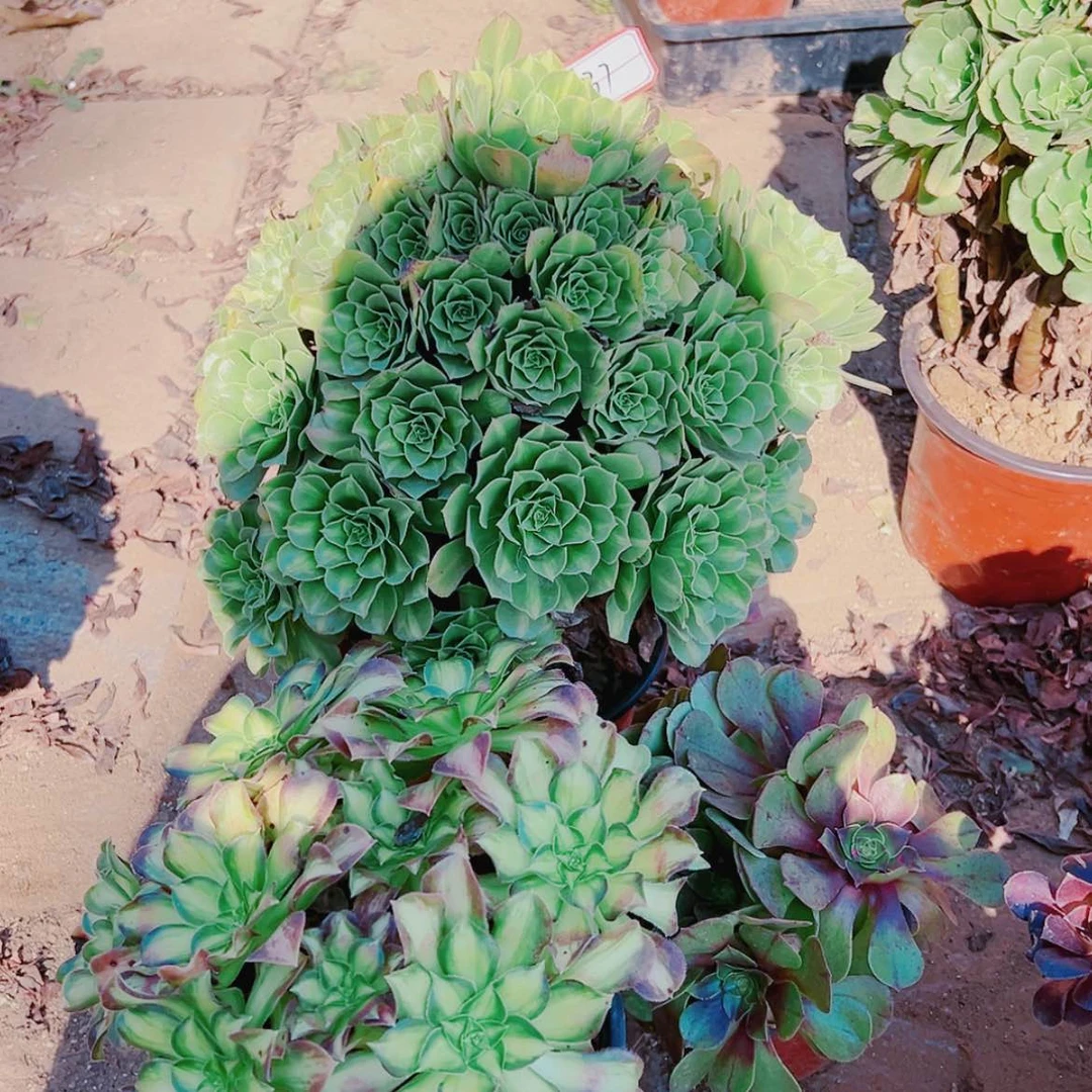 【闪购商品】无花朵37号套餐2颗多肉植物无售后