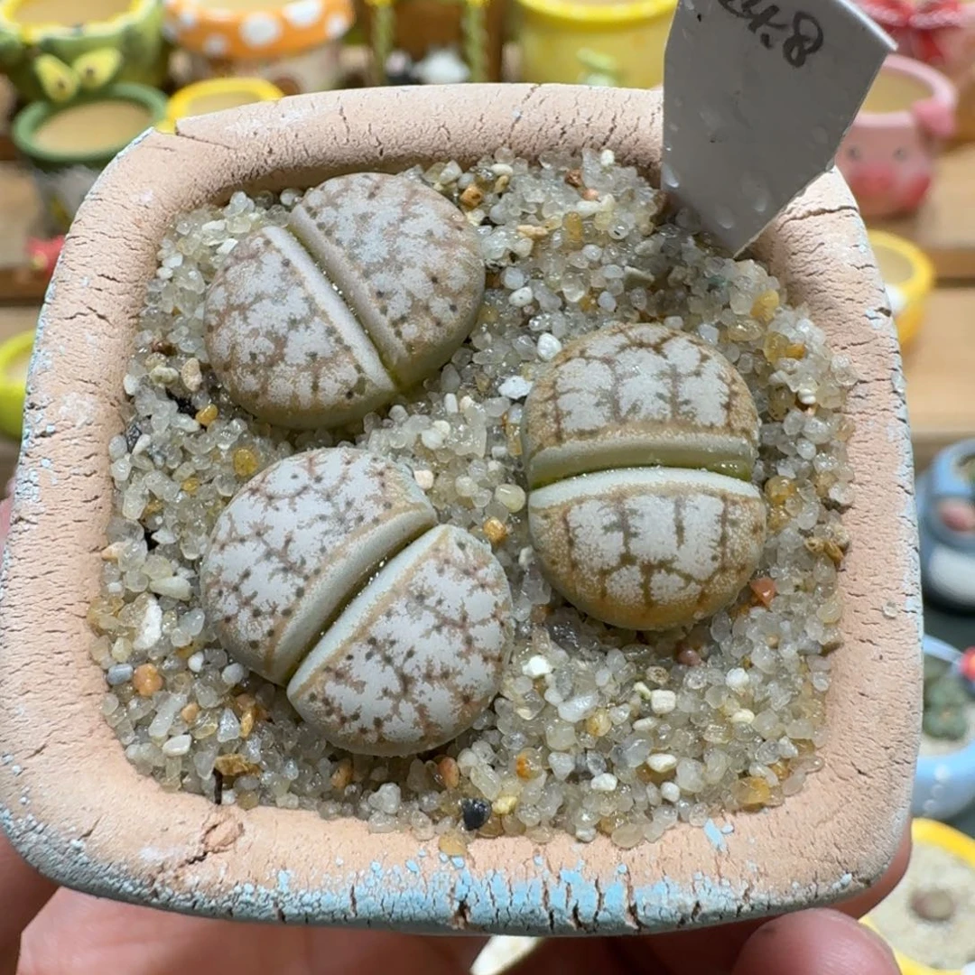 蘑菇1137c309a拿铁多肉植物