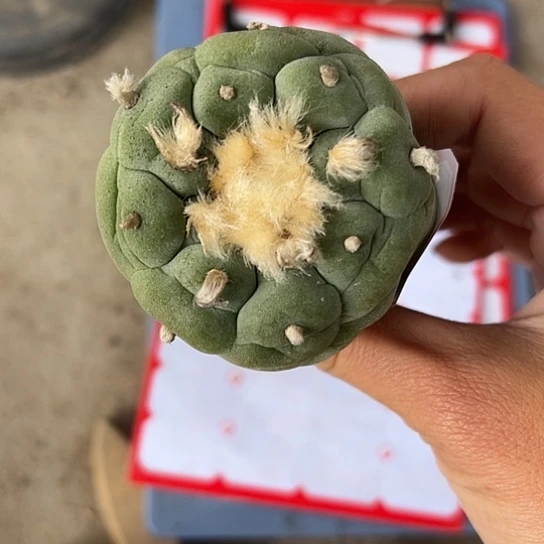 廖*生实生草球4667788