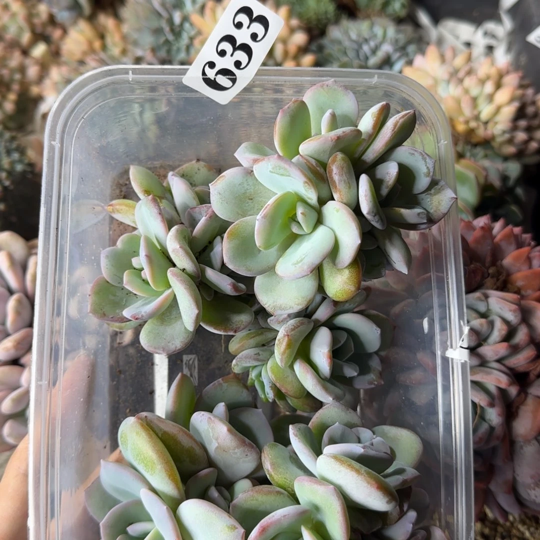 奶茶5颗一物一拍多头633