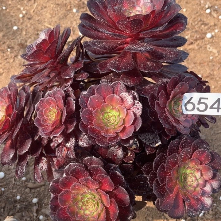 654多肉植物黑铜白斑