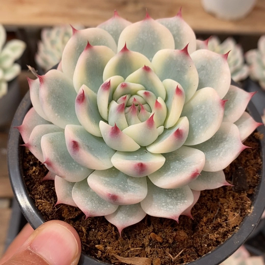 吉娃娃锦多肉植物8783