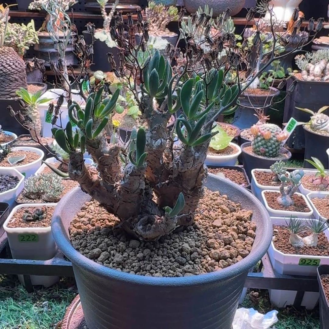 大型万物想888(产地)