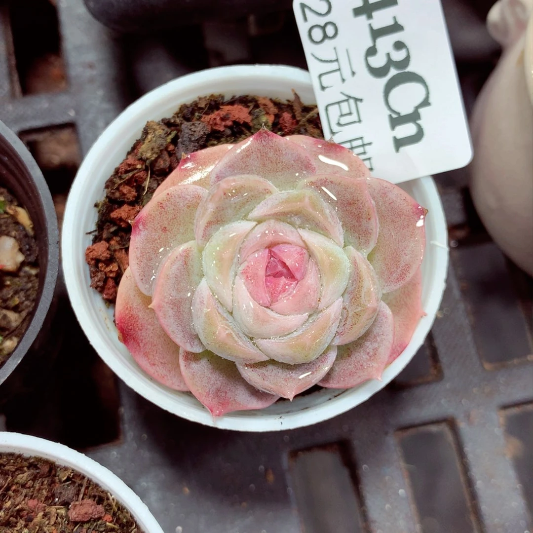 5厘米盆精控多肉413