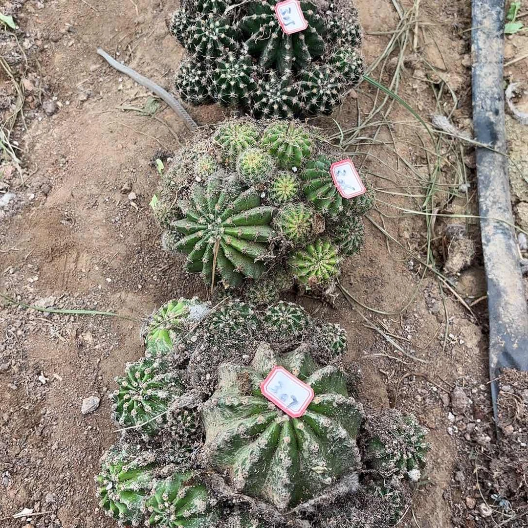 清***儿305-306-307 掉侧牙无售后0000