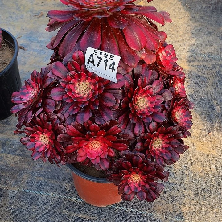 714多肉法师歪了