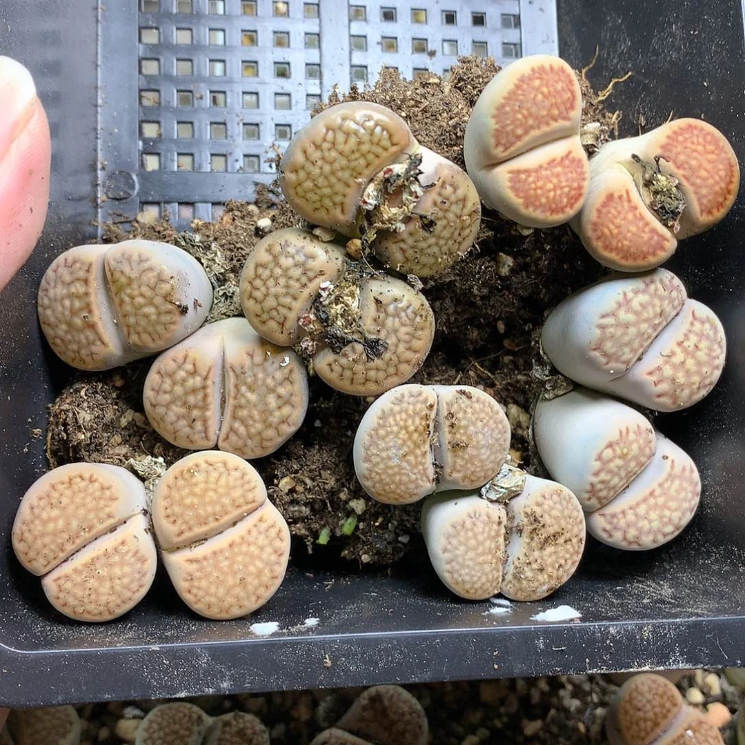 固**?D186多肉植物保护研究所