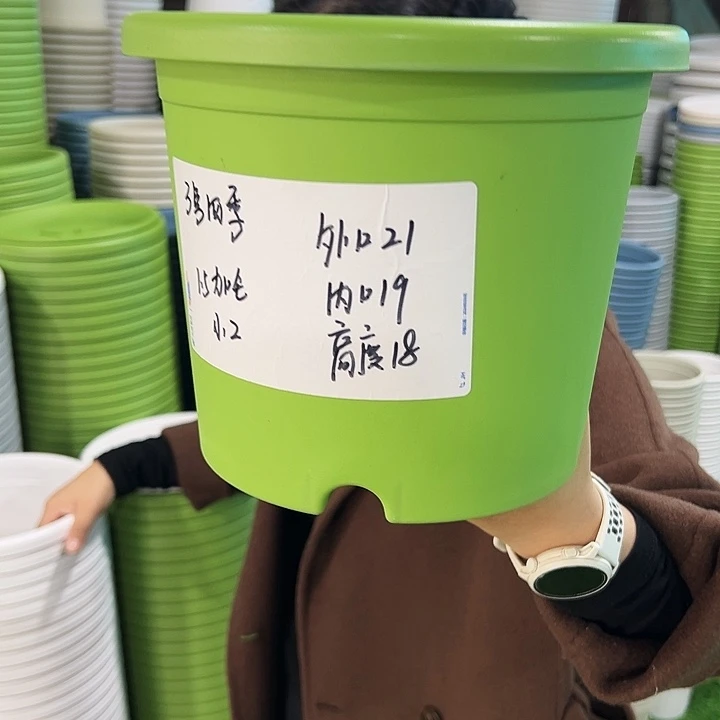 特价3号四季口21高18果绿无托10只