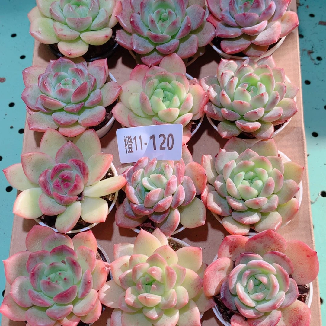 11-120一物一拍多肉带盆18颗