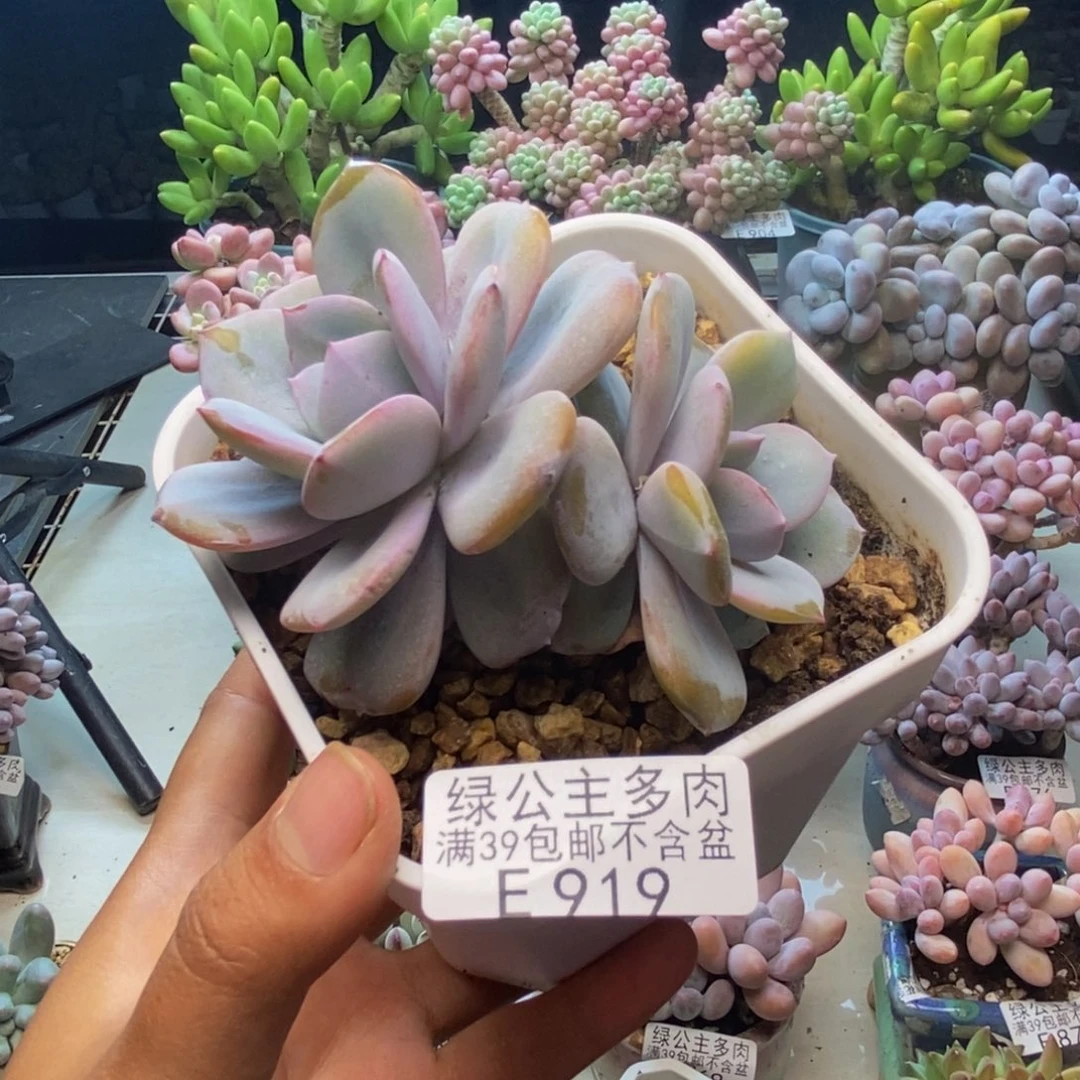 919丸叶奶茶多肉8c m