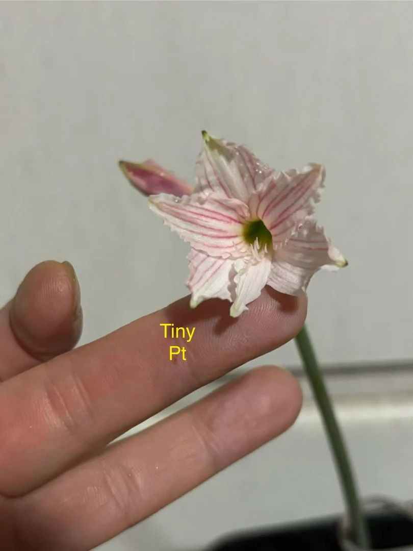 S孤挺花园 Tiny 裸球