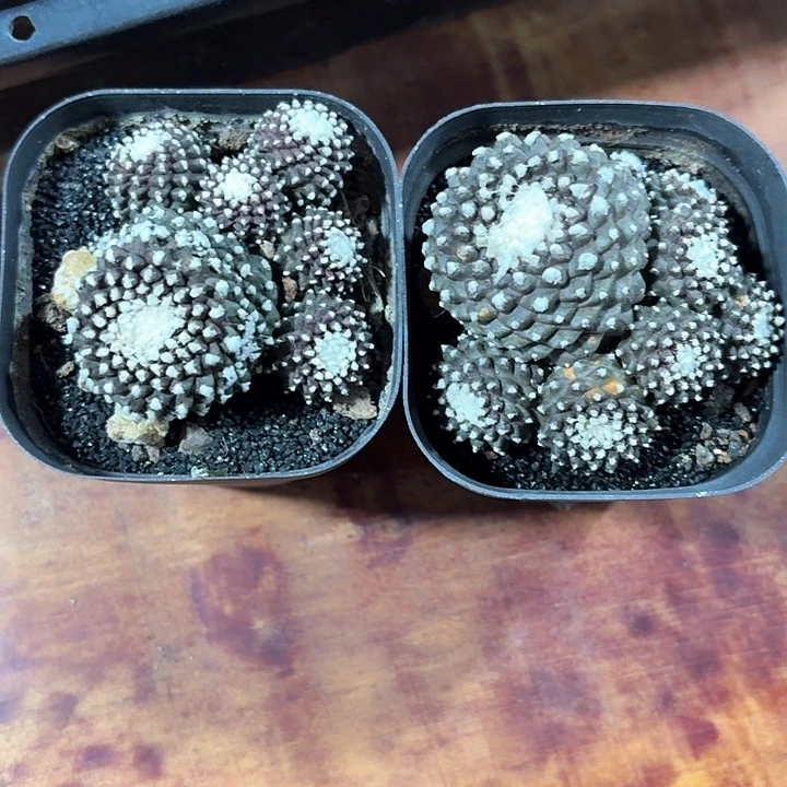 一***?仙人球开花好看