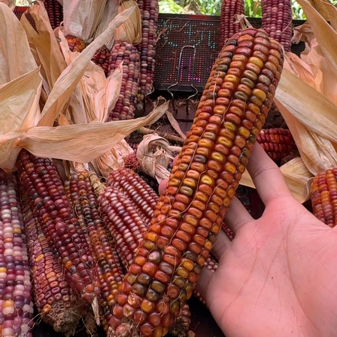 米***夏吊坠柏香籽/百香籽