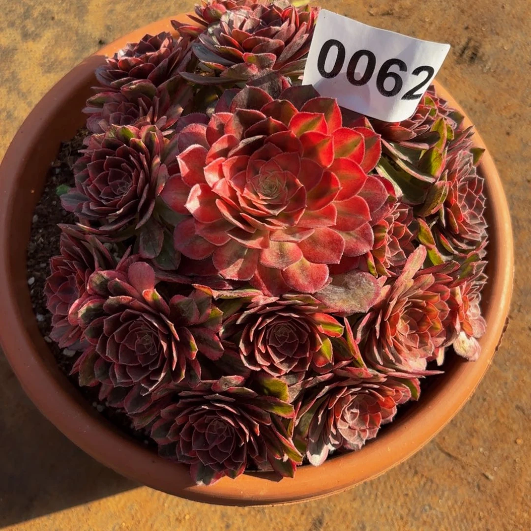 人***己0062多肉植物唐三彩