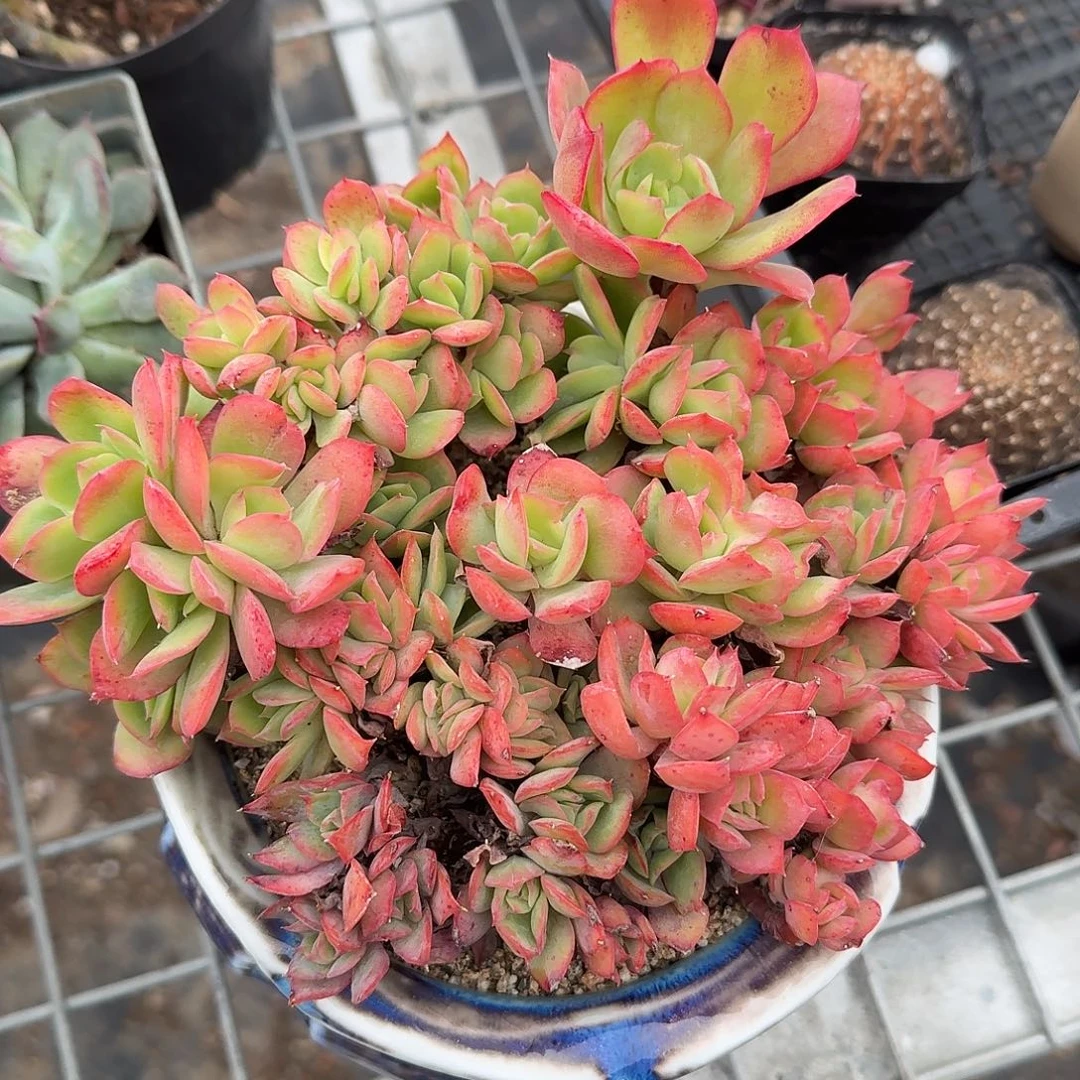 绮罗朵朵缀化多肉植物