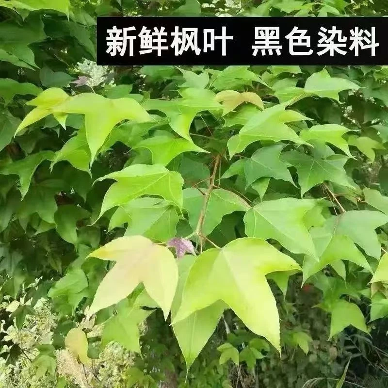 新鲜枫树叶广西壮族三月三糯米饭颜色五色黑米饭乌饭叶现摘香枫叶