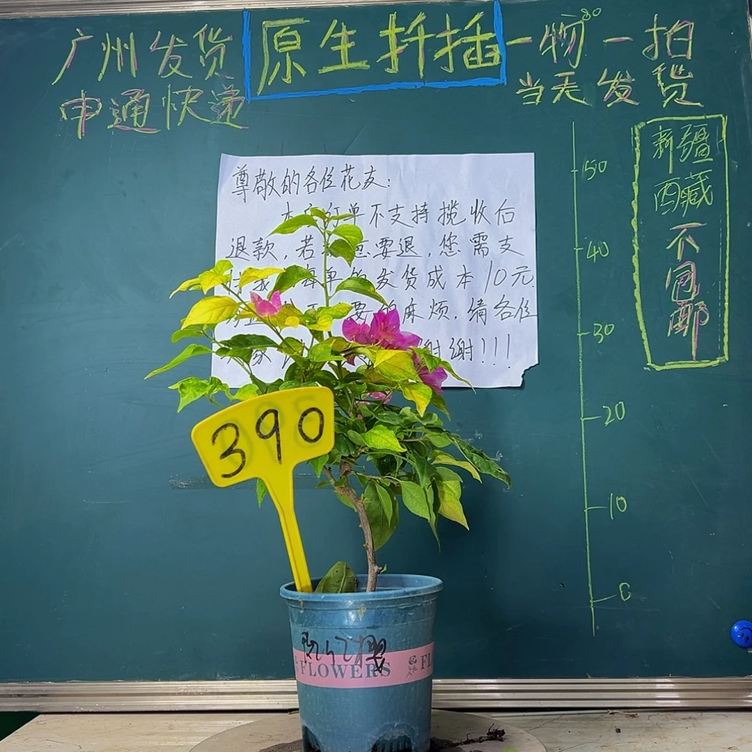 当前无花栽培后可以开花 福利 斑红樱  390