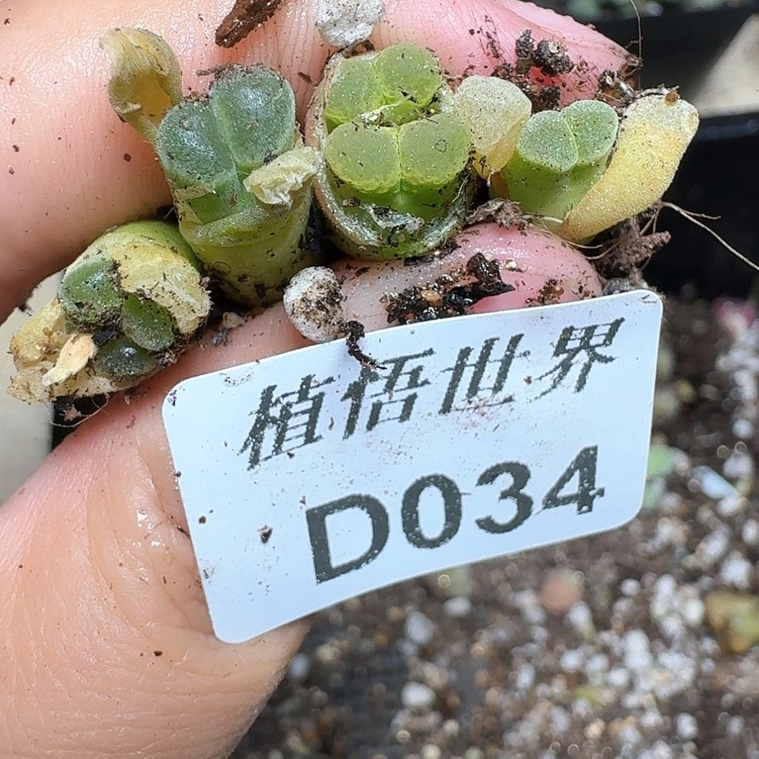 034号多肉植物哇cv