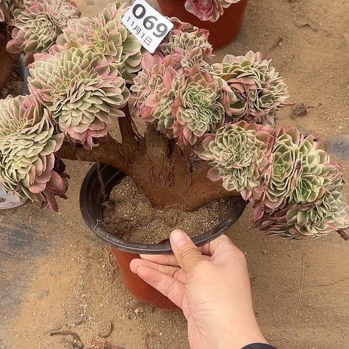 11.1-69缀化多肉植物1