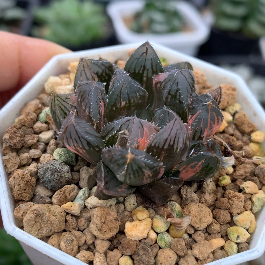 赤斑玉露锦，带盆一起