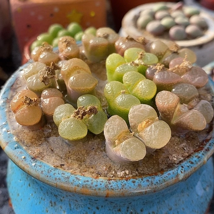 双头粉红少女风铃一颗