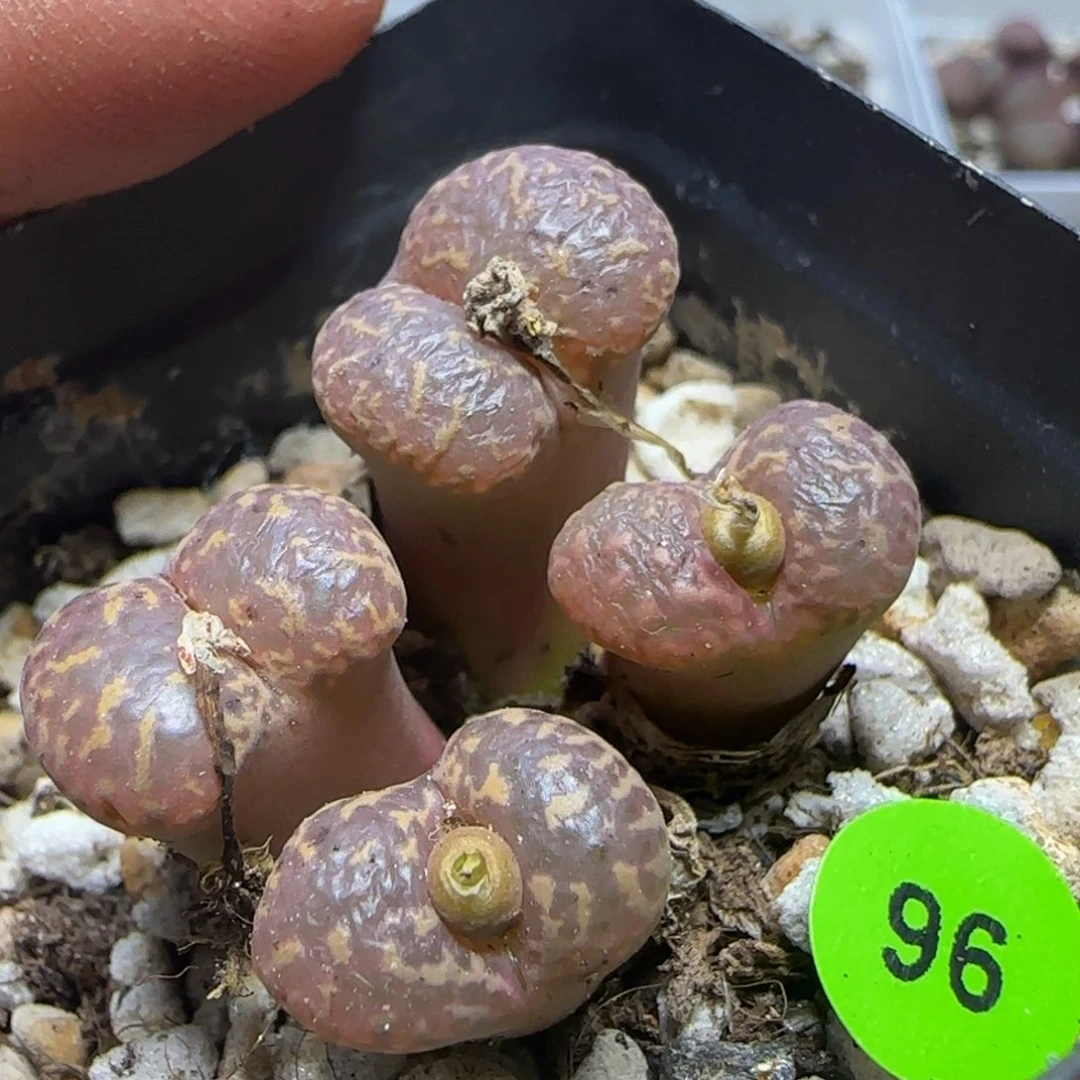 k勋漂亮多肉植物96