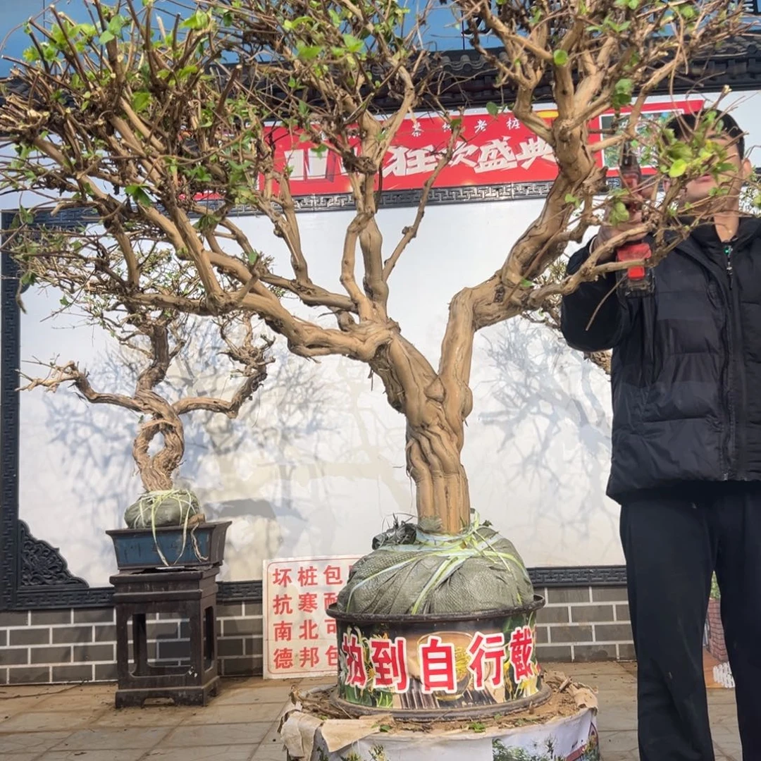 青***春无花朵金银花开花265558886