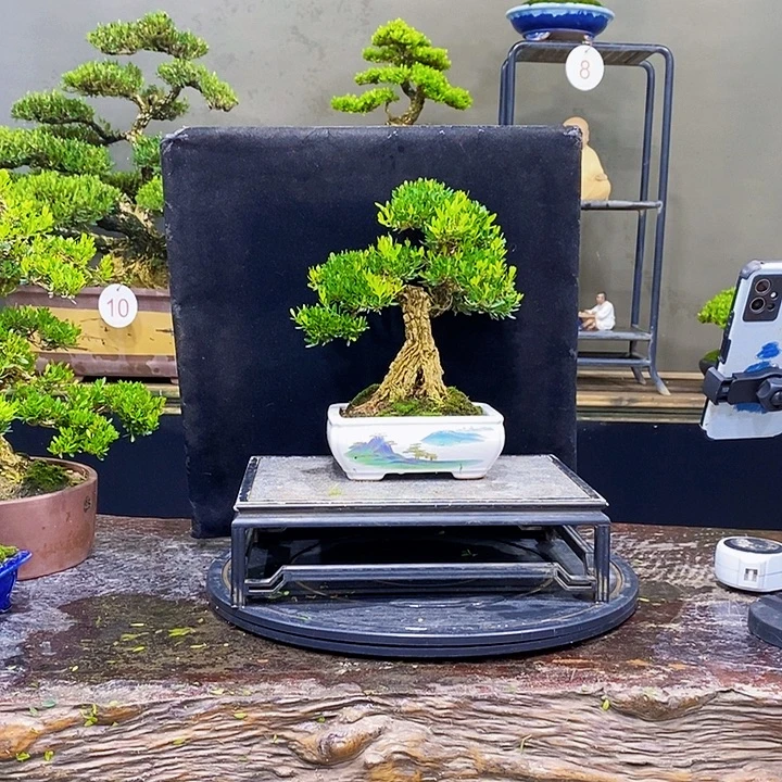 无花朵黄杨盆景四季常青