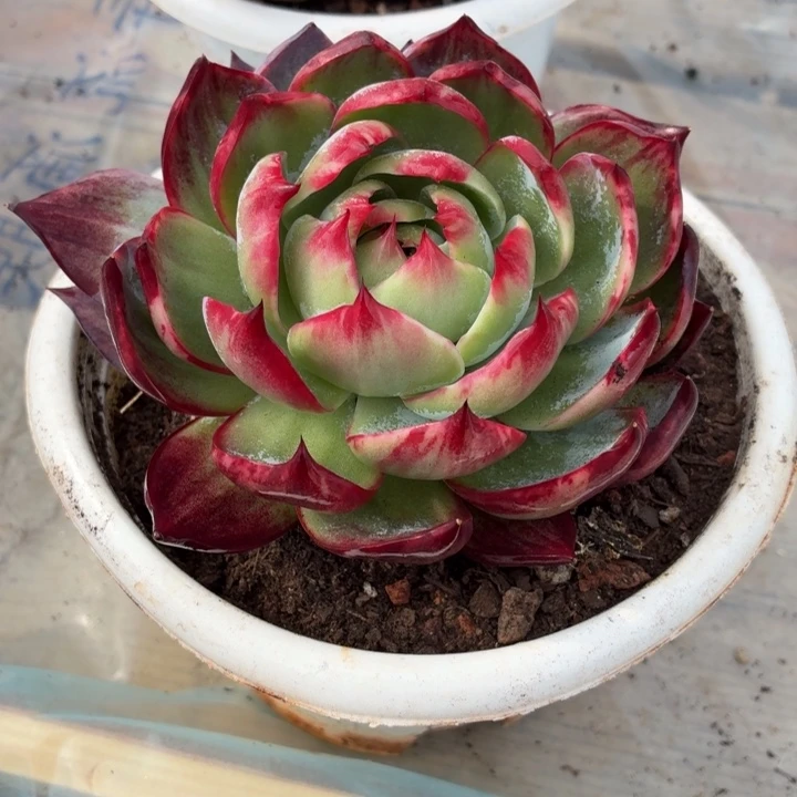 枯****多肉植物惊鸿仙子
