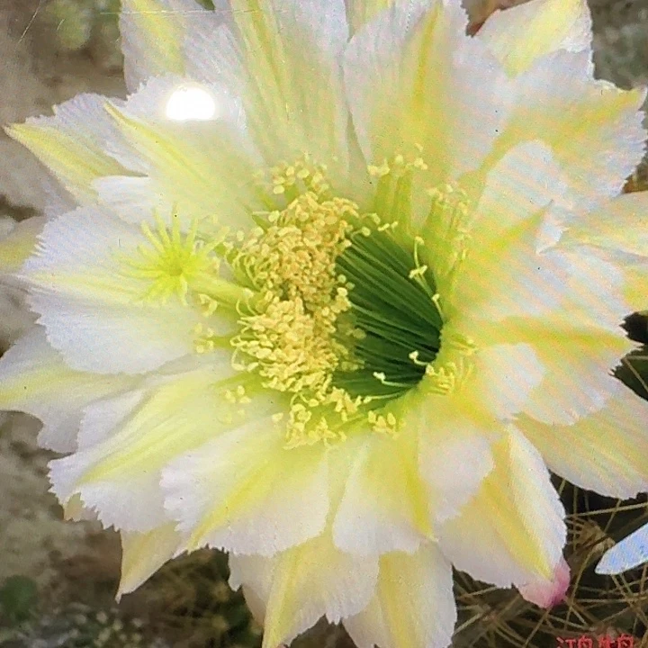 鸿鹄侧芽5公分毛花柱