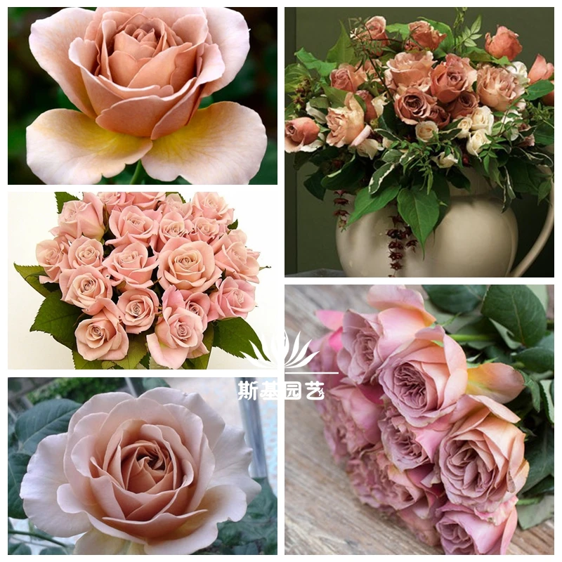 拿铁咖啡月季新西兰复古色切花阳台庭院扦插裸根大苗四季开花玫瑰