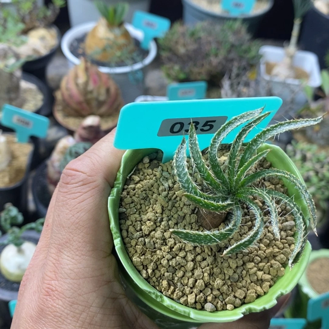 鱿鱼金刚钻产地多肉植物