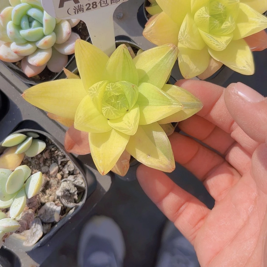 A722黄金茅草一物一拍