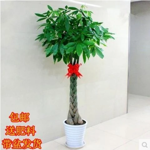 室内客厅绿植花卉独杆辫子发财树吸甲醛大型盆景植物 发财树盆栽