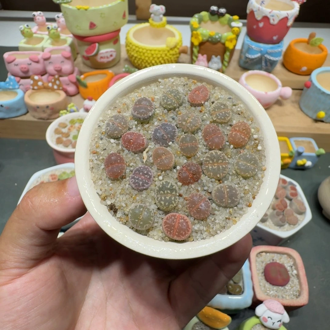 蘑菇251橄榄彩拼橄榄